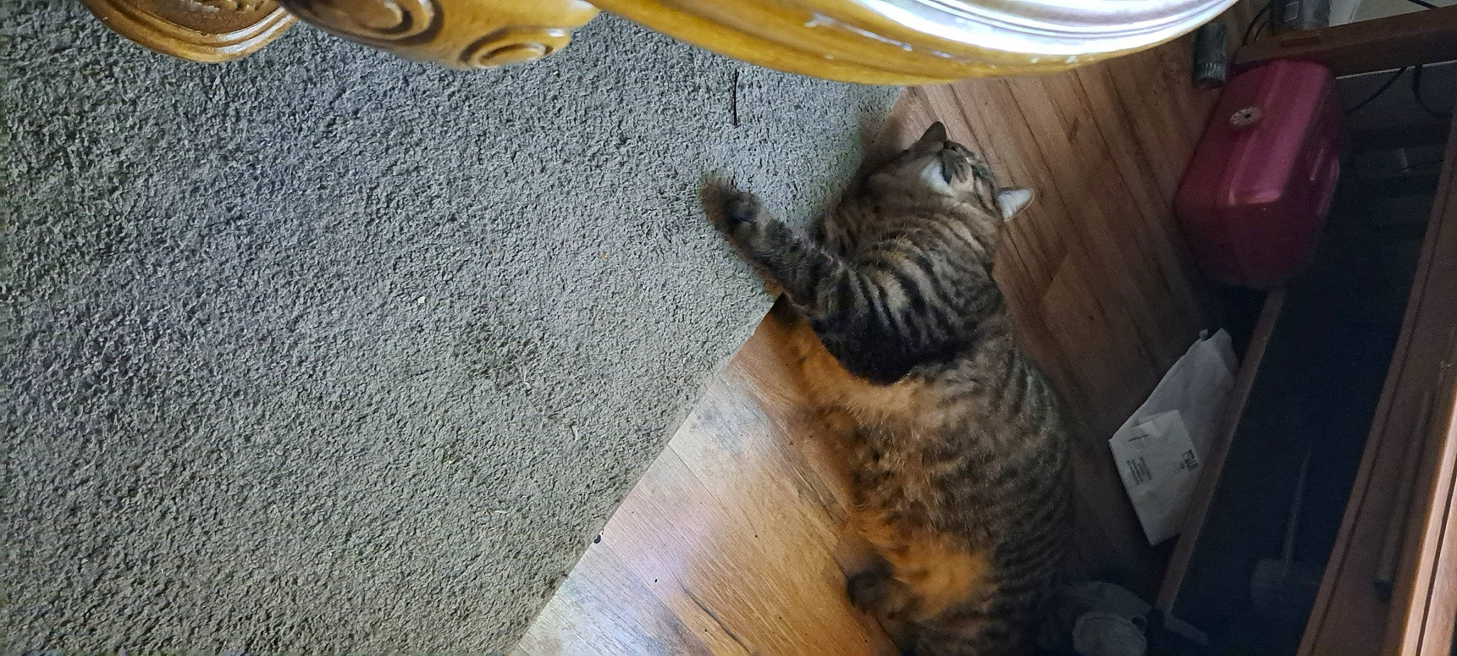 Milo joined the competition — help win amazing prizes! carnivore, cat, claw, comfort, domestic_short_haired_cat, fawn, felidae, floor, flooring, fur, hardwood, laminate_flooring, paw, plant, room, small_to_medium_sized_cats, tail, whiskers, wood, wood_stain