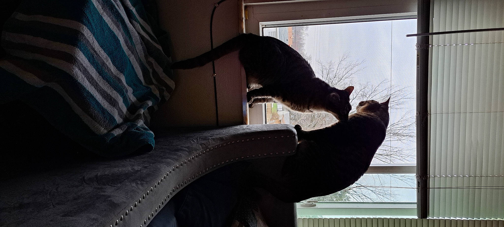 Mila And Milo is registered to the contest to win money with this photo: automotive_tire, carnivore, cat, comfort, domestic_short_haired_cat, felidae, fur, human_leg, plant, room, shadow, sitting, small_to_medium_sized_cats, tail, textile, tints_and_shades, tree, whiskers, window, wood