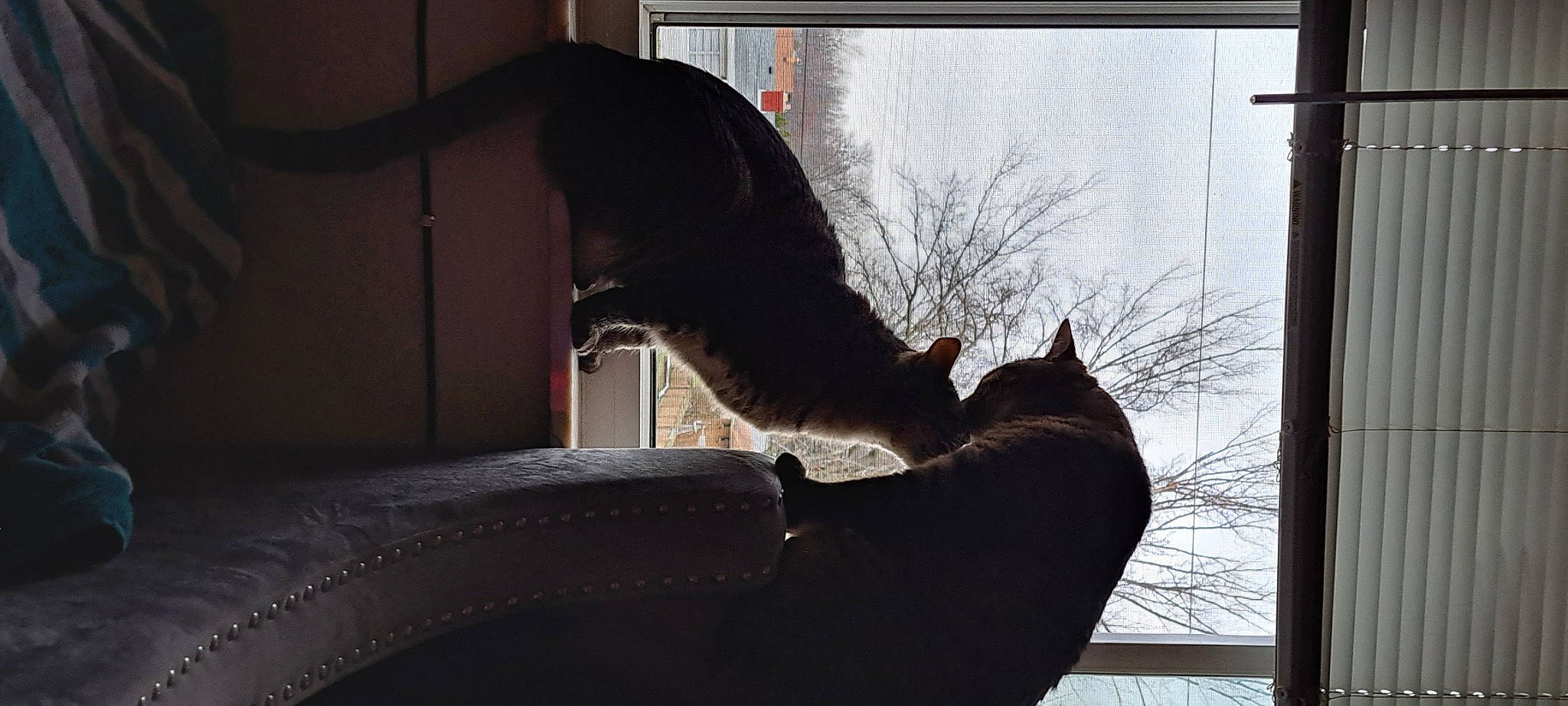 Mila And Milo is registered to the contest to win money with this photo: black_cat, canidae, carnivore, cat, comfort, dog_breed, domestic_short_haired_cat, felidae, fur, gesture, plant, small_to_medium_sized_cats, snout, sporting_group, tail, tints_and_shades, tree, whiskers, window, wood