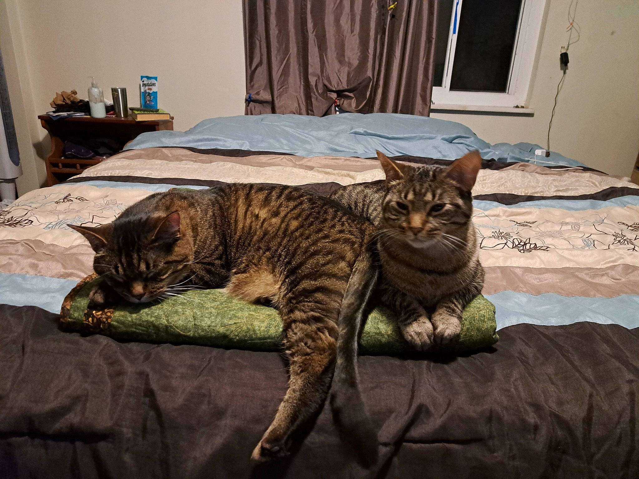 Mila And Milo joined the competition — help win amazing prizes! bed, carnivore, cat, comfort, domestic_short_haired_cat, door, eye, felidae, flooring, fur, grey, mammal, small_to_medium_sized_cats, snout, tail, terrestrial_animal, tree, vertebrate, whiskers, window