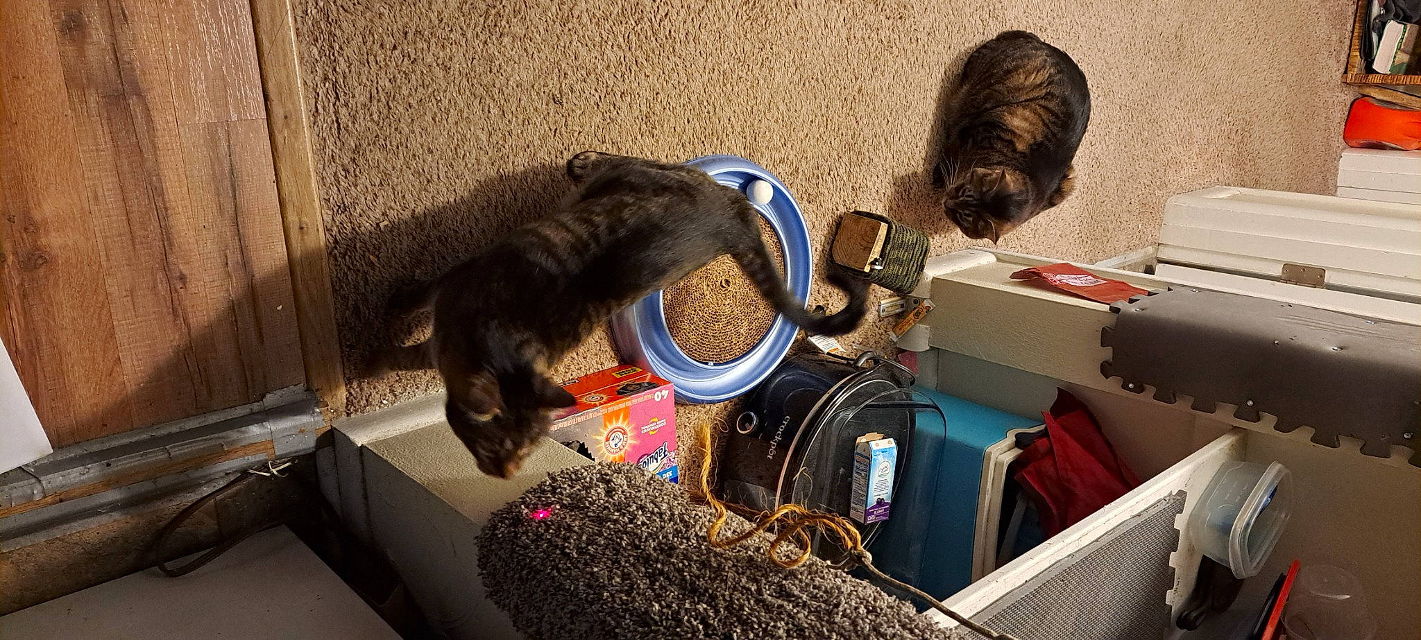 Mila And Milo joined the competition — help win amazing prizes! audio_equipment, bag, box, carnivore, cat, domestic_short_haired_cat, electrical_wiring, eyewear, felidae, flooring, fur, gadget, luggage_and_bags, machine, office_equipment, pet_supply, shipping_box, small_to_medium_sized_cats, tail, whiskers