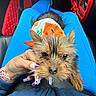 animal, bandana, blue_pants, car_interior, casual, closeup, cozy, cute, dog, fashion_nails, fur, hand, human_hand, nails, orange, pet, portrait, red_car_seat, resting, small_dog