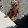 Tinklebell is registered to the contest to win money with this photo: animal, bow, clothing, cute, dog, footwear, fur, leash, leopard_print, looking_up, outdoor, pavement, pet, pet_accessory, playful, shadow, small_dog, sneakers, sunlight, yorkshire_terrier