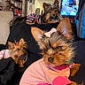 Tinklebell joined the competition — help win amazing prizes! animal, bow, clothing, companion, couch, cute, dog, domestic, fur, furniture, indoors, living_room, pet, pink_outfit, relaxing, shelf, small_dog, striped_outfit, television, yorkshire_terrier