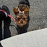 animal, black_shoes, bow, close_up, cute, dog, ears, footwear, fur, leash, leopard_print, outdoor, owner, pavement, pet, shadow, small_dog, sunlight, texture, walking