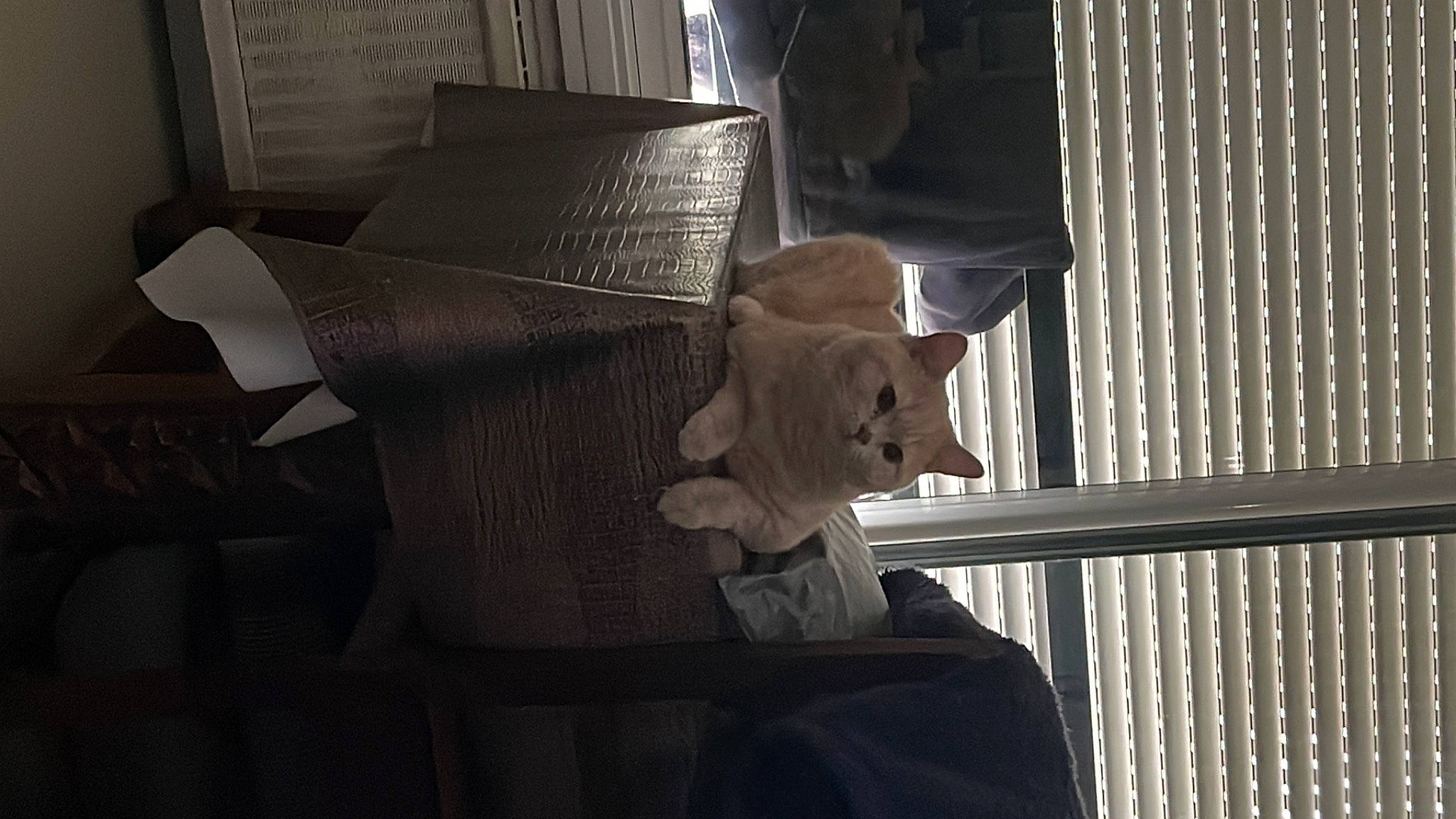 Mochi a rejoint le concours — aidez-le/la à gagner de superbes lots ! art, chair, darkness, fashion_accessory, fawn, felidae, fur, hat, metal, pattern, room, sculpture, shadow, small_to_medium_sized_cats, sun_hat, textile, tints_and_shades, toy, whiskers, wood