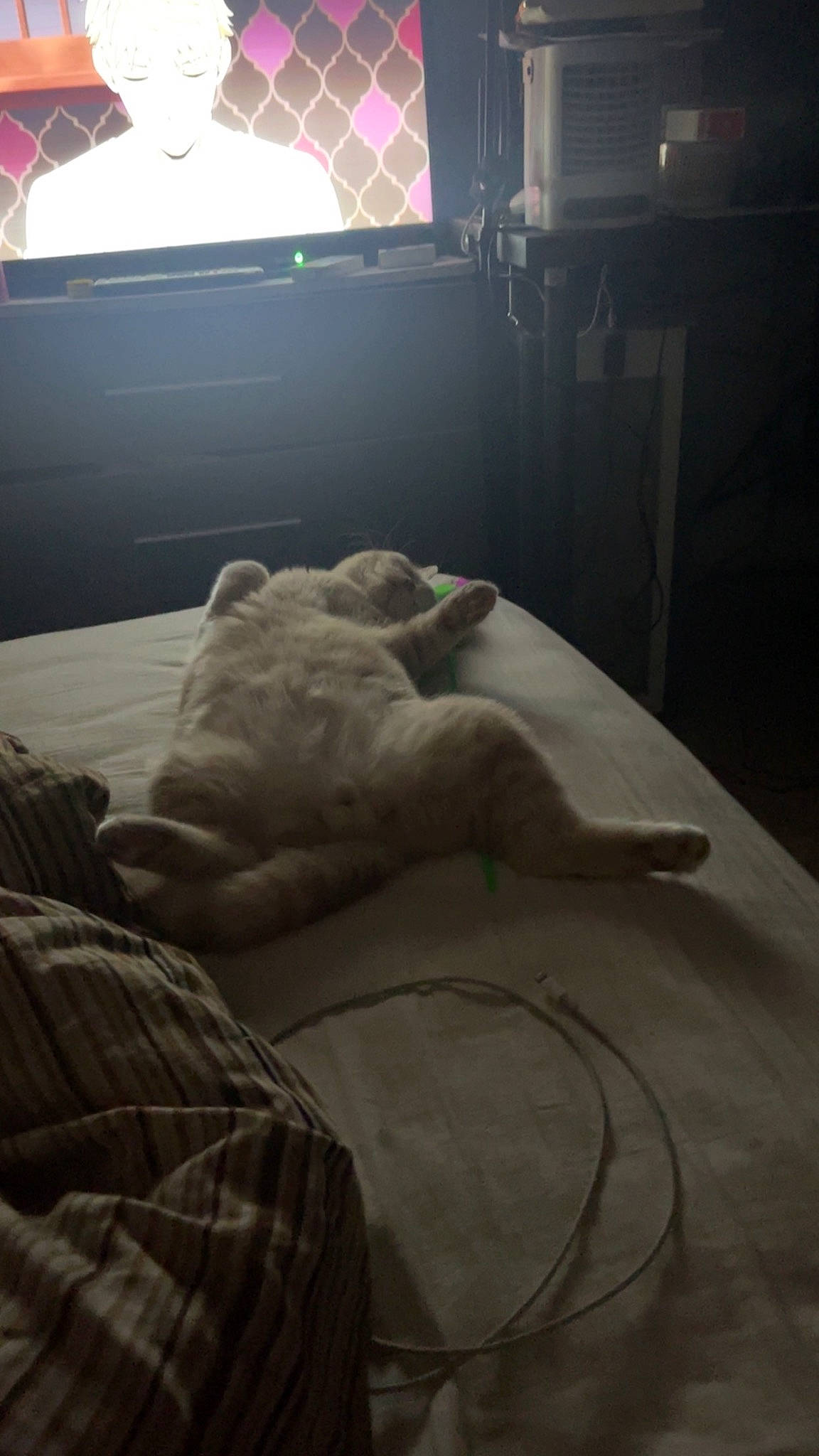 Mochi a rejoint le concours — aidez-le/la à gagner de superbes lots ! art, bed, bed_sheet, bedding, bedroom, comfort, darkness, duvet, felidae, floor, flooring, fur, grey, hardwood, human_leg, linens, mattress, room, window, wood