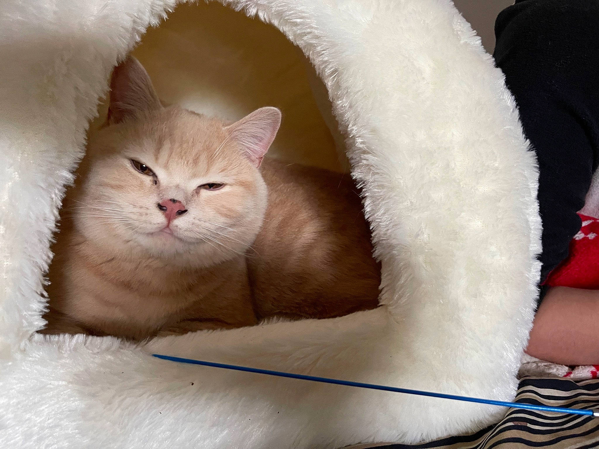 Mochi participe au concours pour gagner de l'argent avec cette photo : carnivore, cat, cat_bed, cat_supply, comfort, domestic_short_haired_cat, fawn, felidae, fur, linens, mammal, nap, paw, pet_supply, sleep, small_to_medium_sized_cats, snout, tail, whiskers