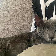 Wink is registered to the contest to win money with this photo: animal, background, cat, close_up, cozy, cushion, ear, fabric, feline, fur, gray_cat, indoor, lounging, one_eye_closed, pet, relaxed, resting, soft_light, texture, whiskers