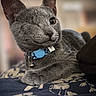 Wink joined the competition — help win amazing prizes! animal, bedspread, bell, cat, close-up, collar, cute, domestic_cat, ears, feline, gray_cat, indoor, one-eyed_cat, patterned_blanket, pet, portrait, relaxed, resting, soft_fur, whiskers