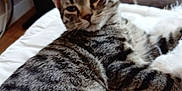 Berlioz participe au concours pour gagner de l'argent avec cette photo : cat, tabby, pet, animal, feline, indoor, fluffy, relaxed, resting, white, fur, striped, ears, whiskers, bed, home, cozy, soft, cute, domestic