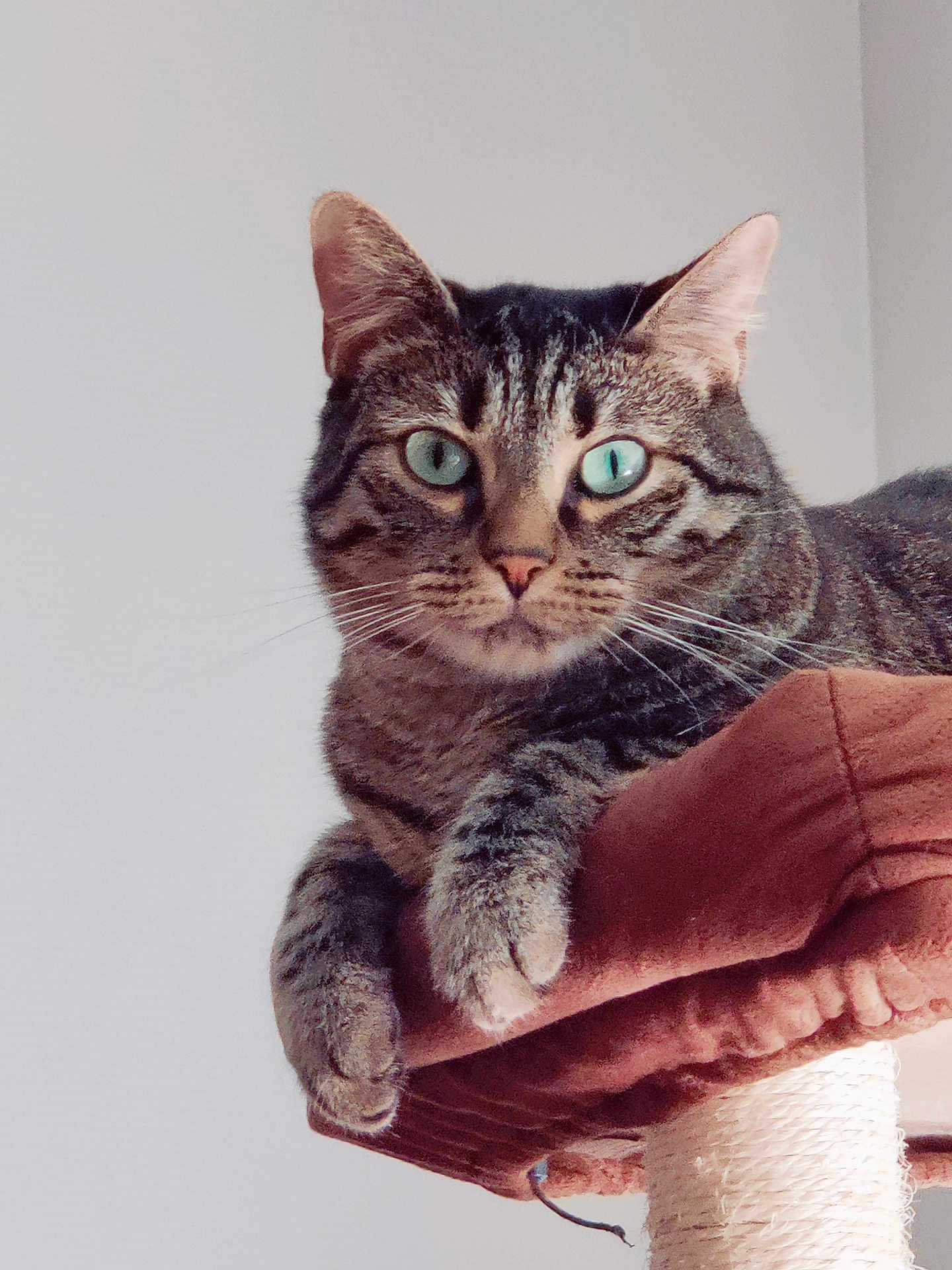 Berlioz a rejoint le concours — aidez-le/la à gagner de superbes lots ! cat, tabby_cat, pet, animal, feline, green_eyes, close_up, indoor, cushion, perch, relaxed, whiskers, ears, paws, fur, looking, sitting, resting, domestic_cat, house_pet