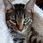 Berlioz a rejoint le concours — aidez-le/la à gagner de superbes lots ! cat, tabby, close_up, face, ears, whiskers, fur, blanket, cozy, indoor, pet, animal, cute, snug, resting, green_eyes, striped, feline, soft, comfort