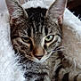 animal, blanket, cat, close_up, comfort, cozy, cute, ears, face, feline, fur, green_eyes, indoor, pet, resting, snug, soft, striped, tabby, whiskers