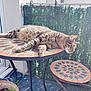 Berlioz a rejoint le concours — aidez-le/la à gagner de superbes lots ! cat, tabby, mosaic_table, outdoor, balcony, sunlight, relaxed, feline, plant_pot, greenery, chair, pattern, striped, pet, resting, metal_frame, tile, daylight, nature, home