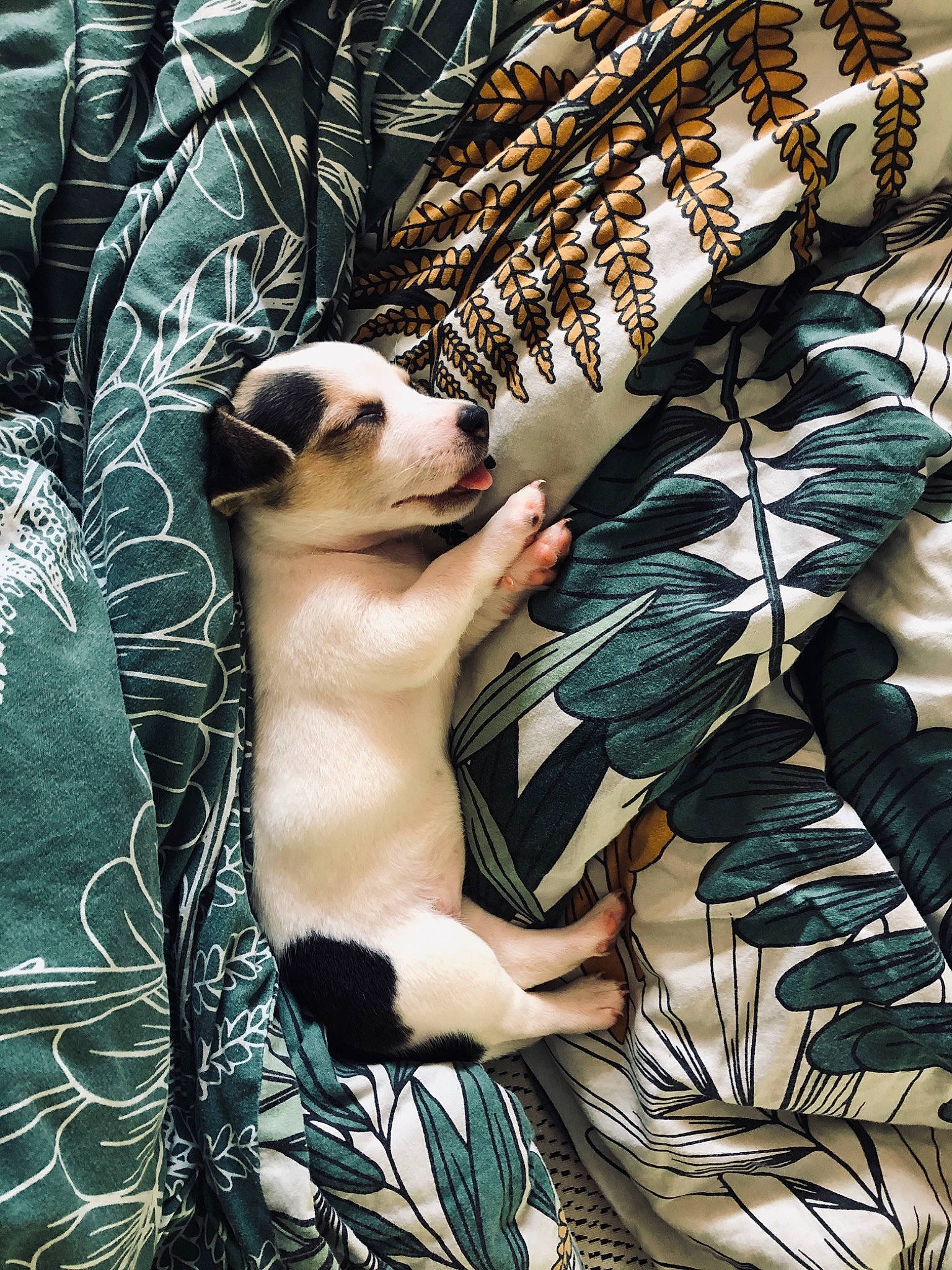 Summer participe au concours pour gagner de l'argent avec cette photo : arecales, barechested, botany, carnivore, cg_artwork, chest, companion_dog, eyewear, fawn, fictional_character, fur, goggles, grass, organism, pattern, sunglasses, tree, visual_arts, whiskers, wildlife