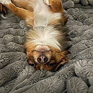 Yogi joined the competition — help win amazing prizes! dog, pet, lying_down, upside_down, fluffy_blanket, brown_fur, white_fur, relaxed, playful, cozy, indoor, cute, animal, fur, snout, paw, bed, resting, companion, domestic