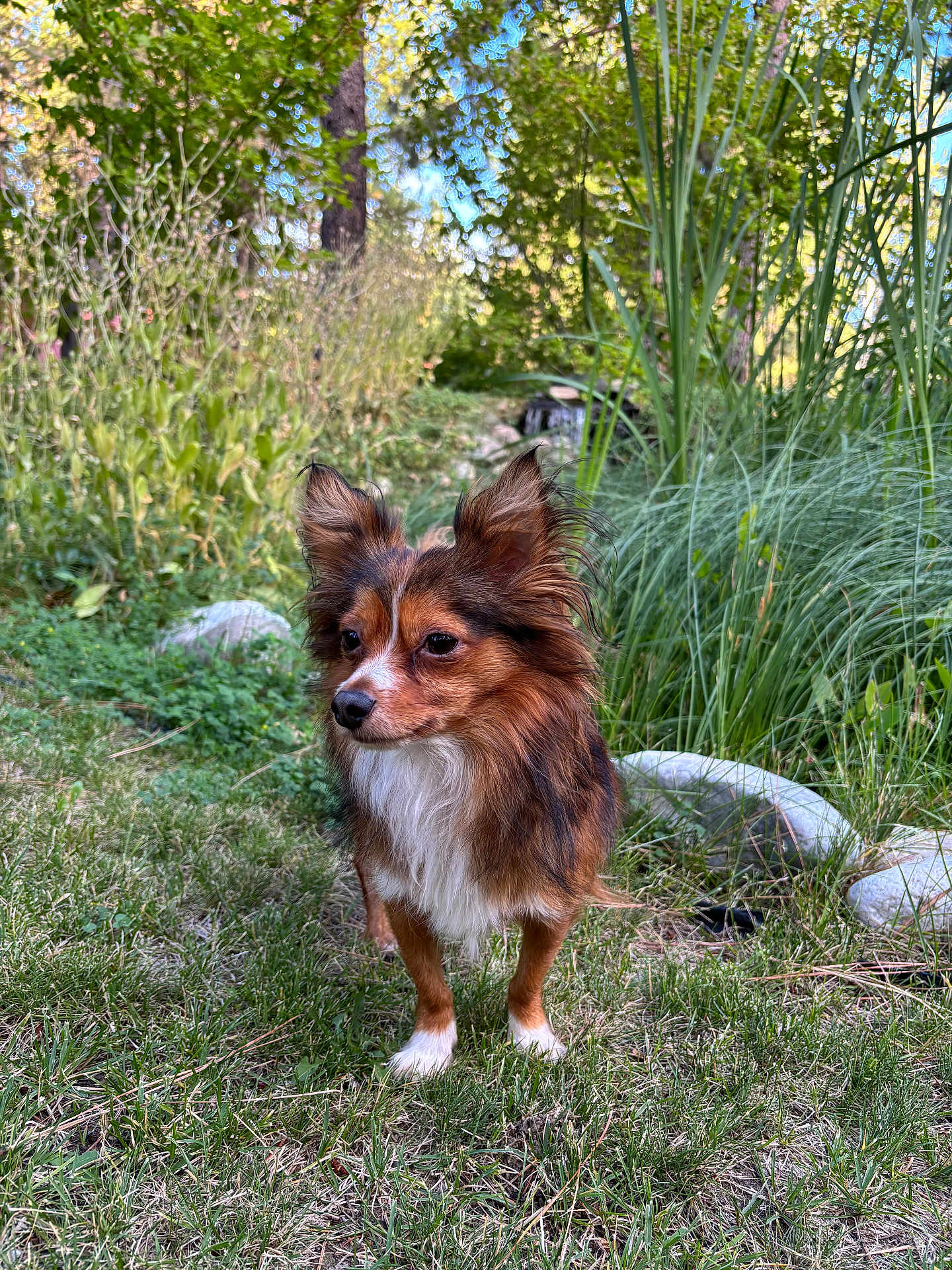 Yogi is registered to the contest to win money with this photo: dog, animal, pet, grass, outdoor, nature, greenery, fur, ears, mammal, canine, small_dog, brown_fur, white_paws, portrait, standing, daylight, garden, shrubbery, plants