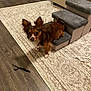 dog, small_dog, pet_stairs, carpeted_stairs, indoor, rug, patterned_rug, wooden_floor, fur, animal, curious, ears, brown_dog, white_paw, pet_accessory, home, floor, cozy, companion, living_space