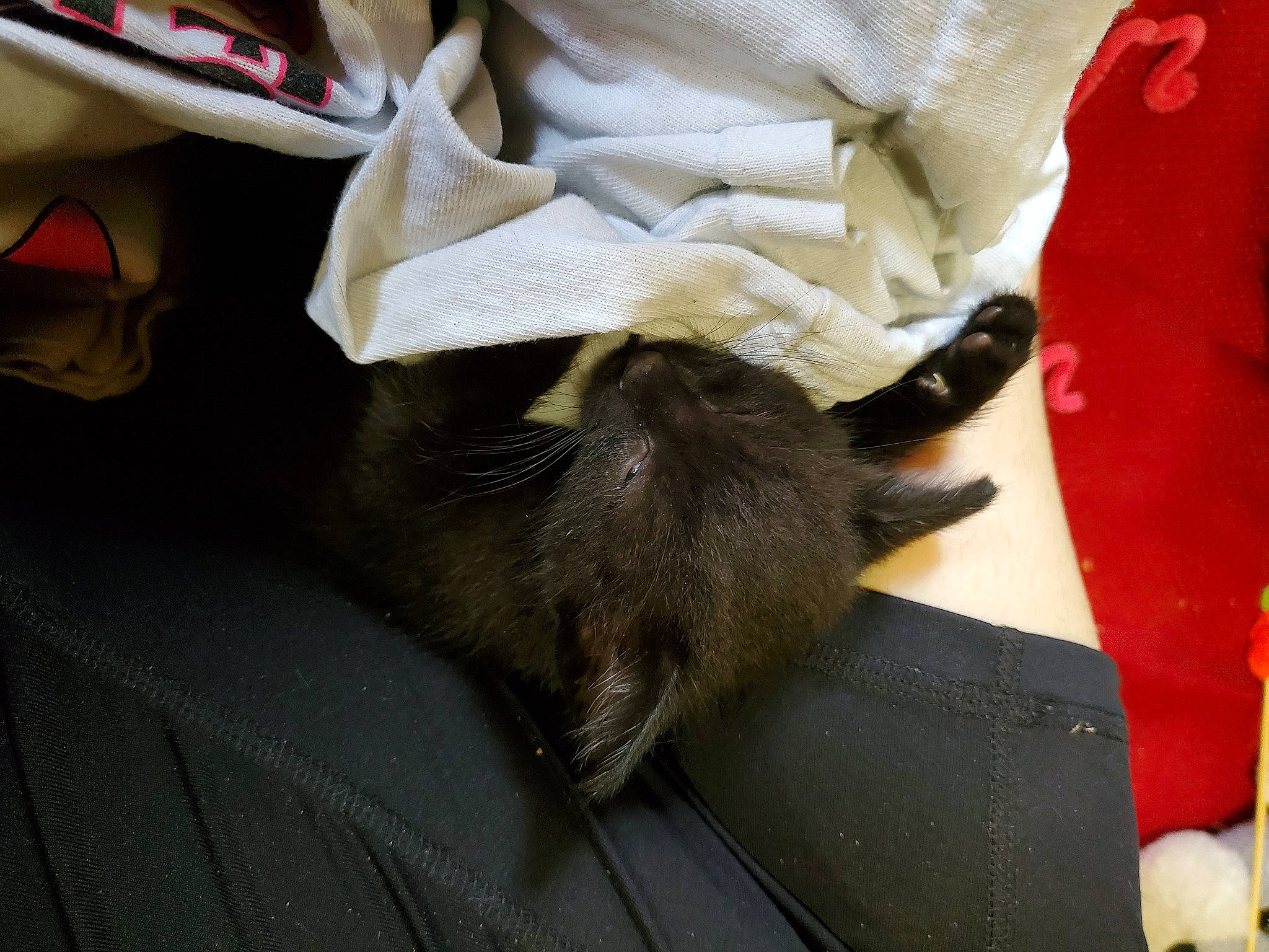 Milo is registered to the contest to win money with this photo: canidae, carmine, carnivore, cat, claw, comfort, domestic_short_haired_cat, felidae, fur, linens, paper, room, small_to_medium_sized_cats, sporting_group, textile, whiskers, wood