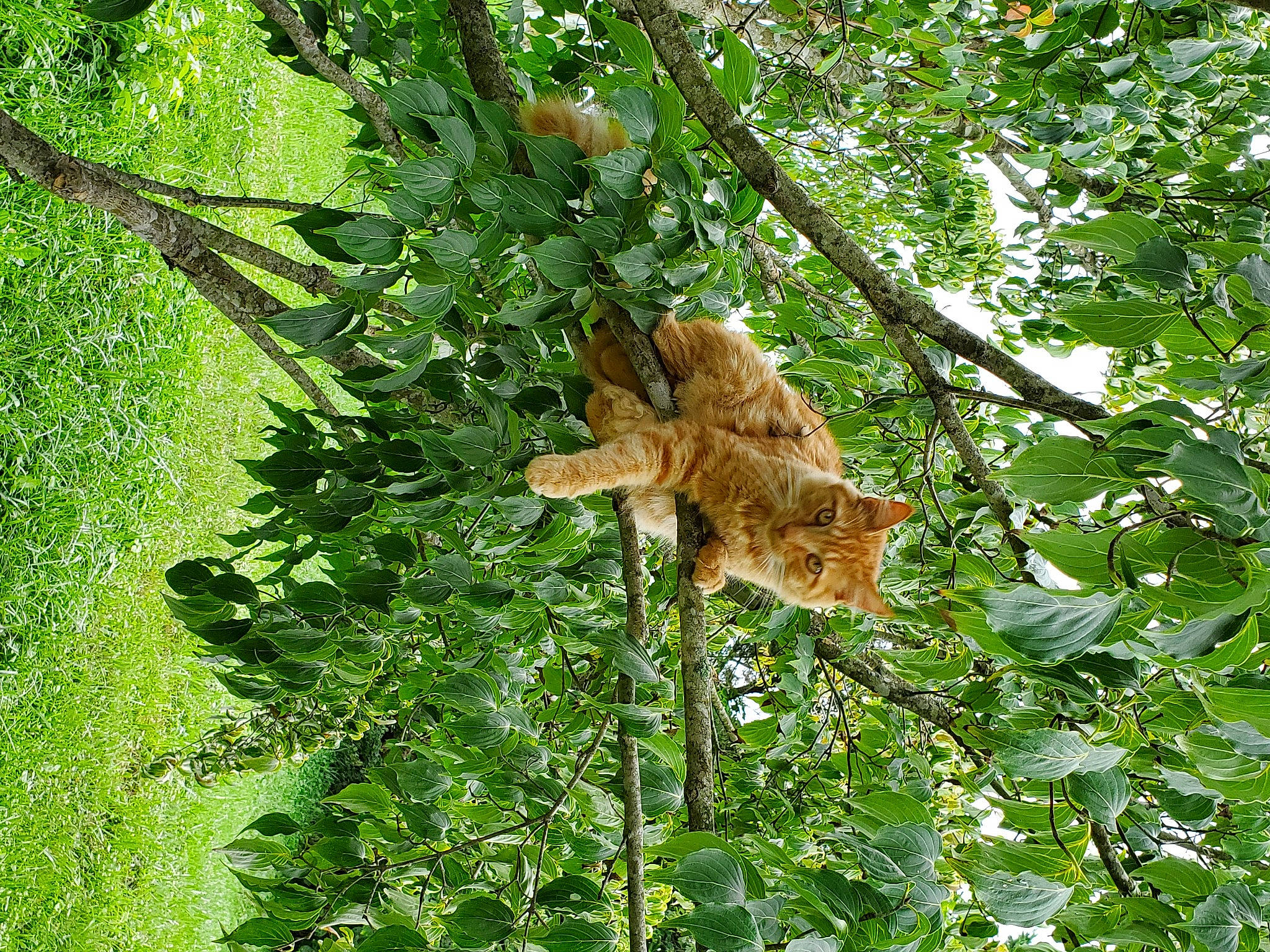 Ginger is registered to the contest to win money with this photo: carnivore, cat, fawn, felidae, flowering_plant, forest, grass, groundcover, herb, jungle, plant, plant_stem, shrub, small_to_medium_sized_cats, tail, terrestrial_animal, terrestrial_plant, tree, trunk, twig