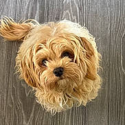 Nala participe au concours pour gagner de l'argent avec cette photo : adorable, animal, canine, companion, curly_fur, curly_tail, cute, dog, domestic_animal, floor, fluffy, friendly, fur, golden_fur, indoor, looking_up, pet, small_dog, tail, wooden_floor