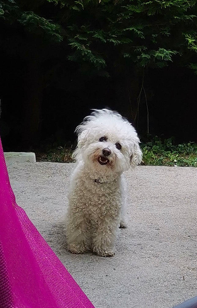 Lilibelle a rejoint le concours — aidez-le/la à gagner de superbes lots ! canidae, carnivore, companion_dog, dog, dog_breed, fur, grass, maltepoo, non_sporting_group, plant, poodle, road_surface, small_terrier, snout, sporting_group, terrier, toy_dog, water_dog, working_animal