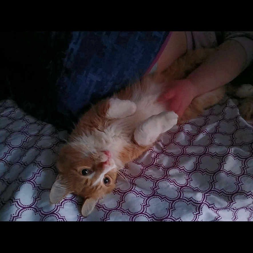 Finny is registered to the contest to win money with this photo: cat, orange_cat, white_cat, bed, blanket, patterned_bedspread, person, hand, petting, indoor, relaxed, fluffy, fur, lying_down, belly_up, cozy, comfort, domestic_animal, cute, resting