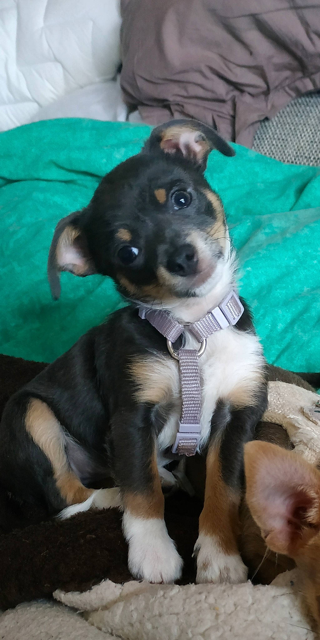 Queeny participe au concours pour gagner de l'argent avec cette photo : canidae, carnivore, collar, comfort, companion_dog, dog, dog_breed, dog_collar, dog_supply, fawn, green, guard_dog, non_sporting_group, snout, sporting_group, toy_dog, whiskers, working_animal, working_dog