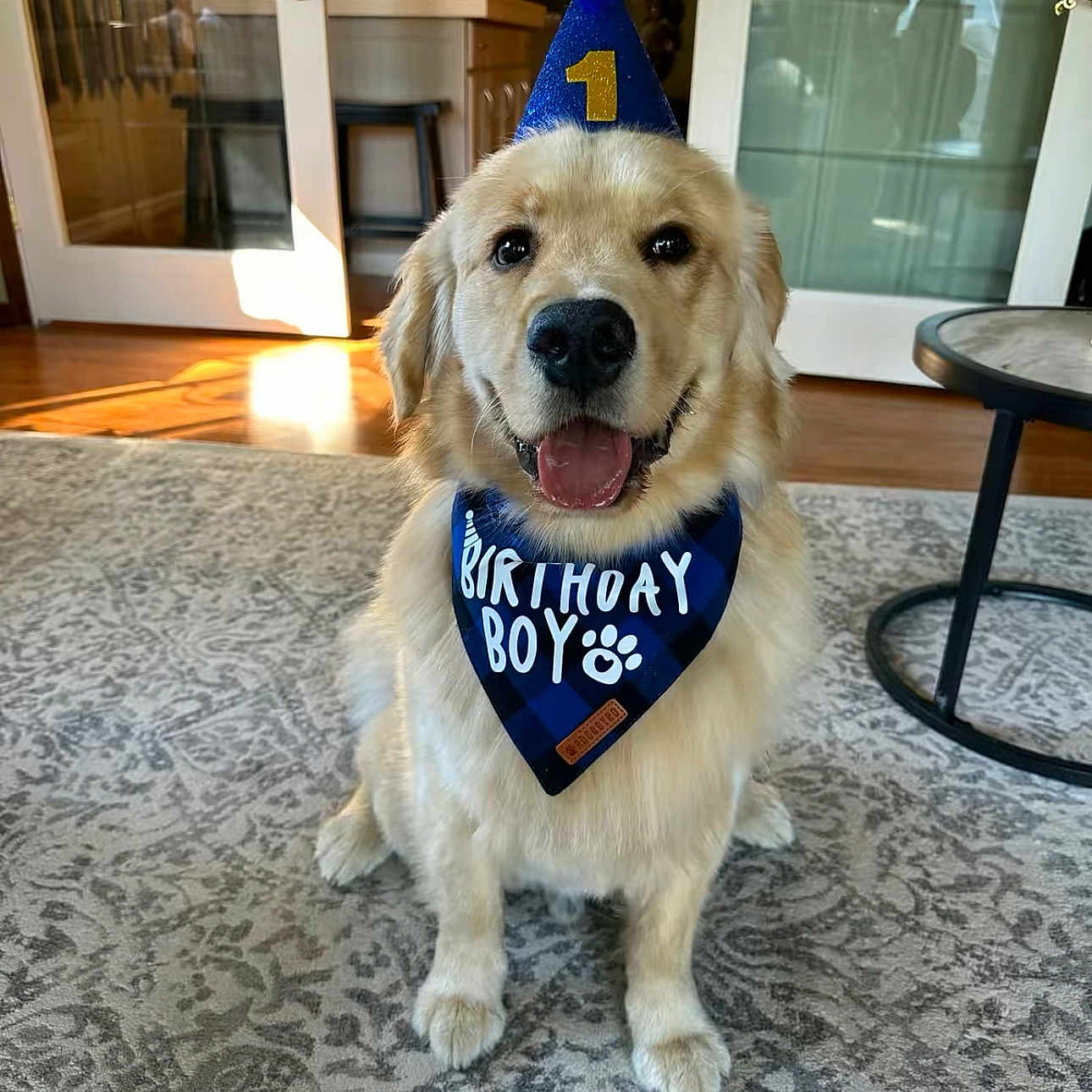 Duke joined the competition — help win amazing prizes! accessories, animal, architecture, building, canine, clothing, costume, dog, door, goldenretriever, hat, indoors, interiordesign, outdoors, person, pet, plant, pottedplant, puppy, shelter