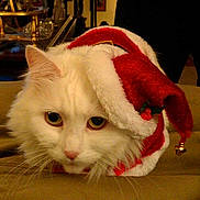 Fluffy joined the competition — help win amazing prizes! cat, white_cat, fluffy, pet, indoor, santa_hat, holiday, christmas, festive, costume, animal, cute, close_up, fur, whiskers, face, resting, unimpressed, soft_surface, domestic_cat
