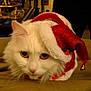 cat, white_cat, fluffy, pet, indoor, santa_hat, holiday, christmas, festive, costume, animal, cute, close_up, fur, whiskers, face, resting, unimpressed, soft_surface, domestic_cat