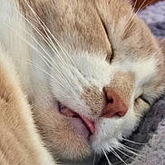 Gizzy is registered to the contest to win money with this photo: animal, beige, cat, close_up, cozy, cute, face, fur, indoor, mammal, nose, pet, quiet, relaxed, resting, sleeping, soft, tongue_out, whiskers, white