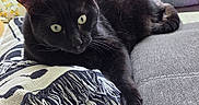 Rexy is registered to the contest to win money with this photo: black_cat, cat, pet, animal, indoor, couch, blanket, fringe, pillow, floral_pattern, relaxing, feline, whiskers, ears, eyes, fur, resting, home, cozy, soft_light