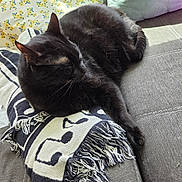 Rexy joined the competition — help win amazing prizes! cat, black_cat, animal, pet, sleeping, blanket, fringe, couch, pillow, floral_pattern, sunlight, indoor, cozy, resting, fur, whiskers, relaxation, home, fabric, texture