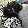 cat, black_cat, animal, pet, sleeping, blanket, fringe, couch, pillow, floral_pattern, sunlight, indoor, cozy, resting, fur, whiskers, relaxation, home, fabric, texture