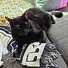 cat, black_cat, pet, animal, feline, couch, blanket, pillow, floral_pattern, fringe, indoor, relaxed, resting, sunlight, cozy, soft_fabric, comfort, fur, domestic, nap