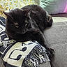 black_cat, cat, pet, animal, indoor, couch, blanket, fringe, pillow, floral_pattern, relaxed, sunlight, shadow, fur, whiskers, claws, resting, home, cozy, feline