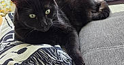 Rexy is registered to the contest to win money with this photo: animal, black_cat, blanket, cat, comfort, couch, cozy, domestic, ears, eyes, feline, fur, home, indoor, pet, pillow, relaxing, resting, sunlight, whiskers