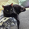 black_cat, cat, pet, animal, feline, couch, blanket, pillow, indoor, relaxing, sunlight, cozy, fur, whiskers, ears, eyes, resting, home, comfort, domestic