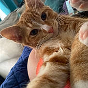 Cheeto joined the competition — help win amazing prizes! cat, orange_tabby, kitten, paw, whiskers, pink_nose, close_up, indoor, couch, blanket, pillow, bottle, living_room, cozy, pet, fur, sleepy, portrait, human_arm, blue_curtains