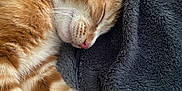 Cheeto joined the competition — help win amazing prizes! cat, kitten, orange_tabby, sleeping, blanket, fur, paw, ear, whiskers, cozy, close_up, pet, domestic_cat, nap, indoor, soft_texture, textile, pink_nose, eyes_closed, resting