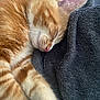 cat, kitten, orange_tabby, sleeping, blanket, fur, paw, ear, whiskers, cozy, close_up, pet, domestic_cat, nap, indoor, soft_texture, textile, pink_nose, eyes_closed, resting