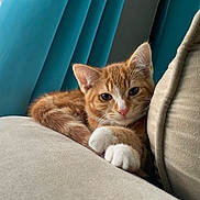 Cheeto is registered to the contest to win money with this photo: cat, close_up, couch, cozy, curtain, ears, fur, furniture, indoor, kitten, nose, orange_tabby, paw, pet, pillow, portrait, resting, soft_light, whiskers, window