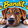 Bandit is registered to the contest to win money with this photo: dog, puppy, brindle, portrait, close_up, face, eyes, nose, paws, floppy_ears, outdoor, deck, wood, palm_trees, sky, fence, colorful, cartoon_text, bandit, funny
