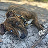 Bandit is registered to the contest to win money with this photo: dog, brindle_coat, blue_eyes, puppy, lying_down, outdoor, stick, collar, harness, paws, white_paws, brown_fur, black_nose, close_up, pet, animal, ground, nature, blurred_background, playful