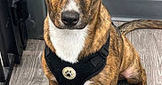 Bandit joined the competition — help win amazing prizes! dog, puppy, brindle, harness, sitting, indoors, wood_floor, window, brown_fur, white_chest, white_paws, floppy_ears, short_hair, pet, canine, portrait, close_up, alert, cute, household