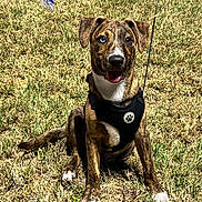 Bandit is registered to the contest to win money with this photo: dog, puppy, brindle, sitting, grass, outdoor, harness, black_harness, white_chest, white_paws, floppy_ears, open_mouth, tongue, happy, portrait, pet, leash, lawn, sunlight, animal_photography