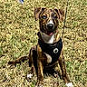 dog, puppy, brindle, sitting, grass, outdoor, harness, black_harness, white_chest, white_paws, floppy_ears, open_mouth, tongue, happy, portrait, pet, leash, lawn, sunlight, animal_photography