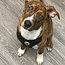 Rocky joined the competition — help win amazing prizes! dog, puppy, brindle, white_chest, white_paws, floppy_ears, brown_fur, black_harness, sitting, looking_up, head_tilt, portrait, indoors, wood_floor, pet, canine, cute, adorable, animal, closeup